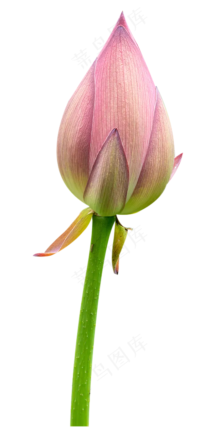 荷花花苞(2000*4000px 300 dpi )
