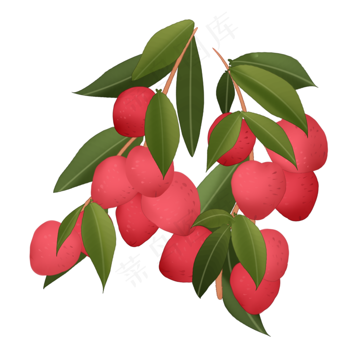 成熟的荔枝插图装饰