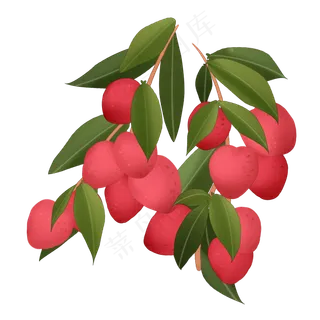成熟的荔枝插图装饰