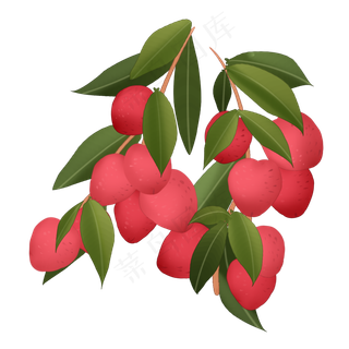 成熟的荔枝插图装饰