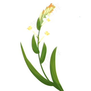 手绘白花绿色叶子