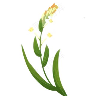 手绘白花绿色叶子