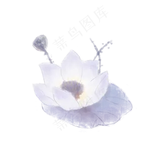 淡彩莲花淡雅雪莲