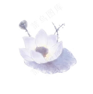 淡彩莲花淡雅雪莲