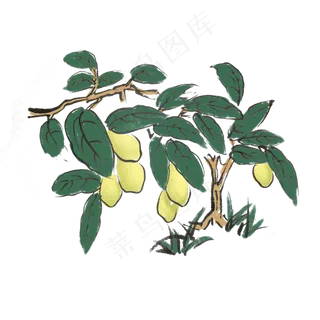 夏天柠檬树