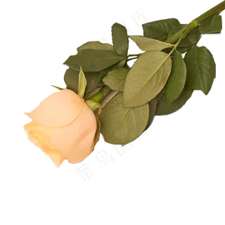 一枝橙色的香槟玫瑰免扣图