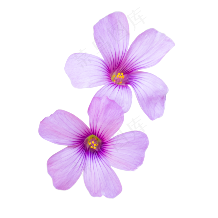 淡紫色绽放苜蓿花四叶草花(3000X3000(DPI:132))