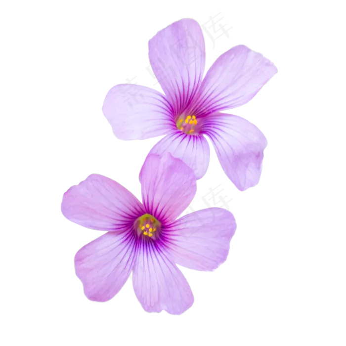 淡紫色绽放苜蓿花四叶草花(3000X3000(DPI:132))