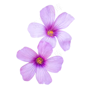 淡紫色绽放苜蓿花四叶草花