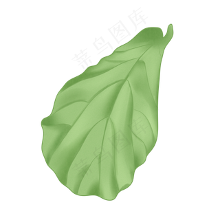 热带植物琴叶榕大叶子