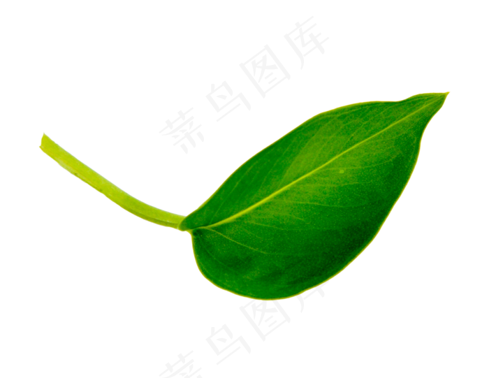 绿色绿萝叶片