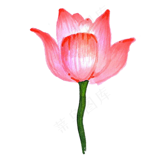 美丽动人的荷花免抠图