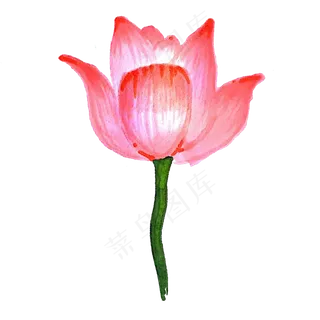 美丽动人的荷花免抠图