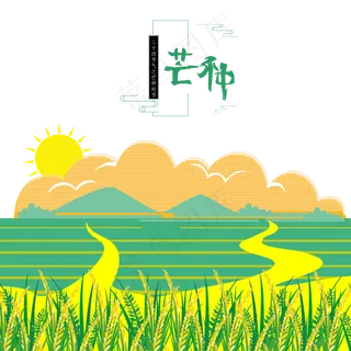 夏日炎炎芒种节气的小麦