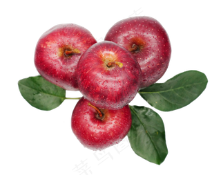 红色水果苹果