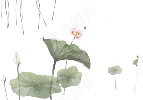 夏日荷花 夏日荷花