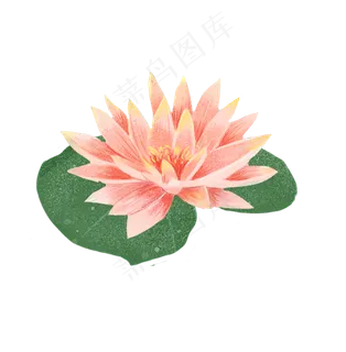 夏天荷花湖水素材