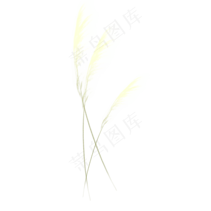 芦苇植物稻谷装饰,免抠元素(2000*2000px 300 dpi )psd模版下载