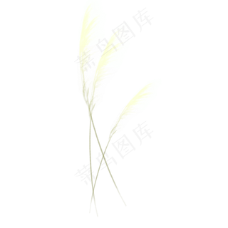 芦苇植物稻谷装饰,免抠元素