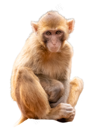 保护动物猕猴,免抠元素