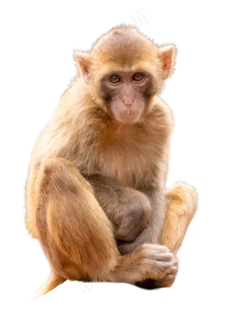保护动物猕猴,免抠元素