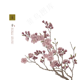 春分水彩花朵免费下载,免抠元素