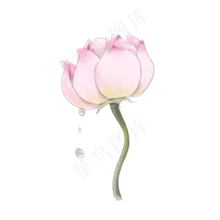 夏天夏日荷花手绘免抠素材