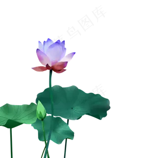 梦幻荷花免抠素材下载