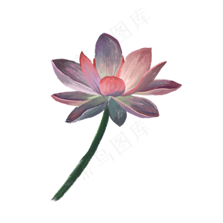 夏日风景池塘荷花