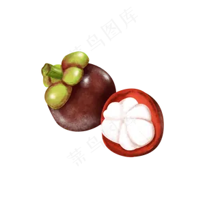 深色新鲜山竹水果果蔬写实手绘插