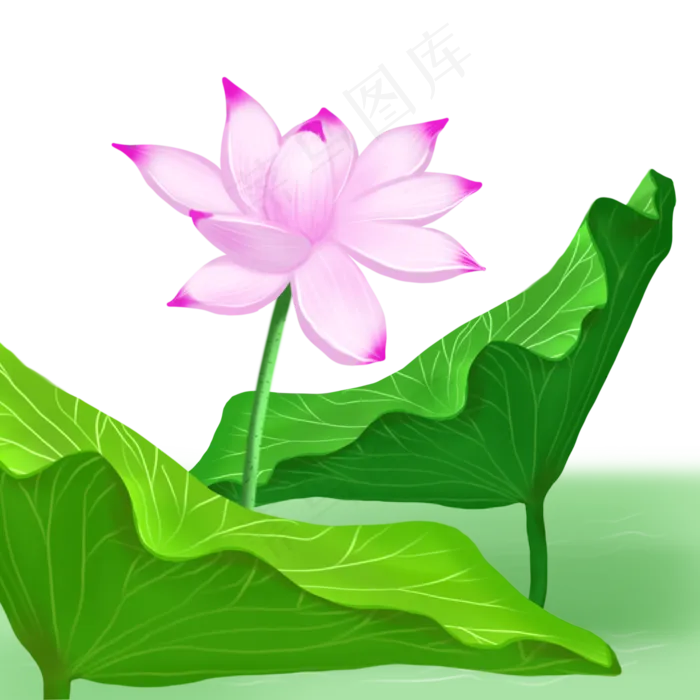 荷花荷叶荷塘景色唯美(2000X2000(DPI:300))psd模版下载