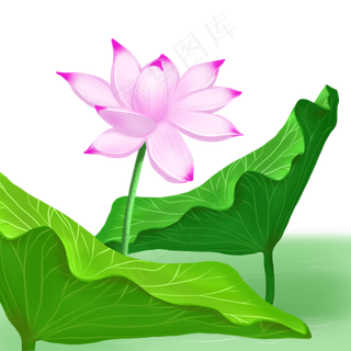 荷花荷叶荷塘景色唯美