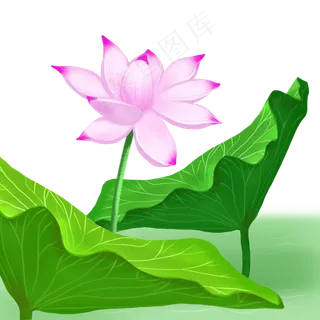 荷花荷叶荷塘景色唯美