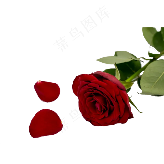 红玫瑰和花瓣绿叶(2000*2000px 300 dpi )