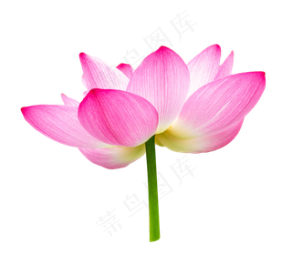粉红色荷花花朵