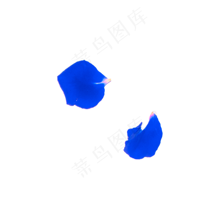 蓝色妖姬花瓣实物拍摄免抠(2000X2000(DPI:72))psd模版下载