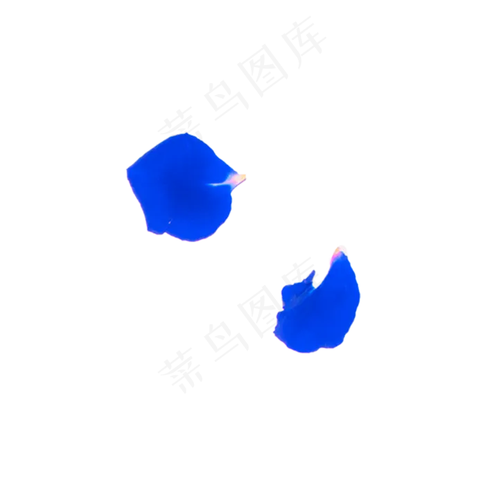 蓝色妖姬花瓣实物拍摄免抠(2000X2000(DPI:72))psd模版下载
