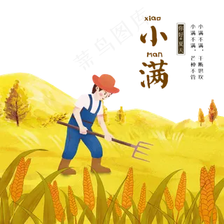 节气小满黄色稻田 节气小满黄色稻田