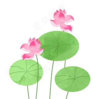 盛开的荷花荷叶