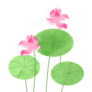 盛开的荷花荷叶