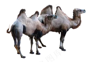 黄色动物骆驼,免抠元素