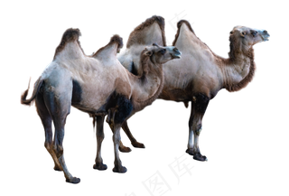 黄色动物骆驼,免抠元素