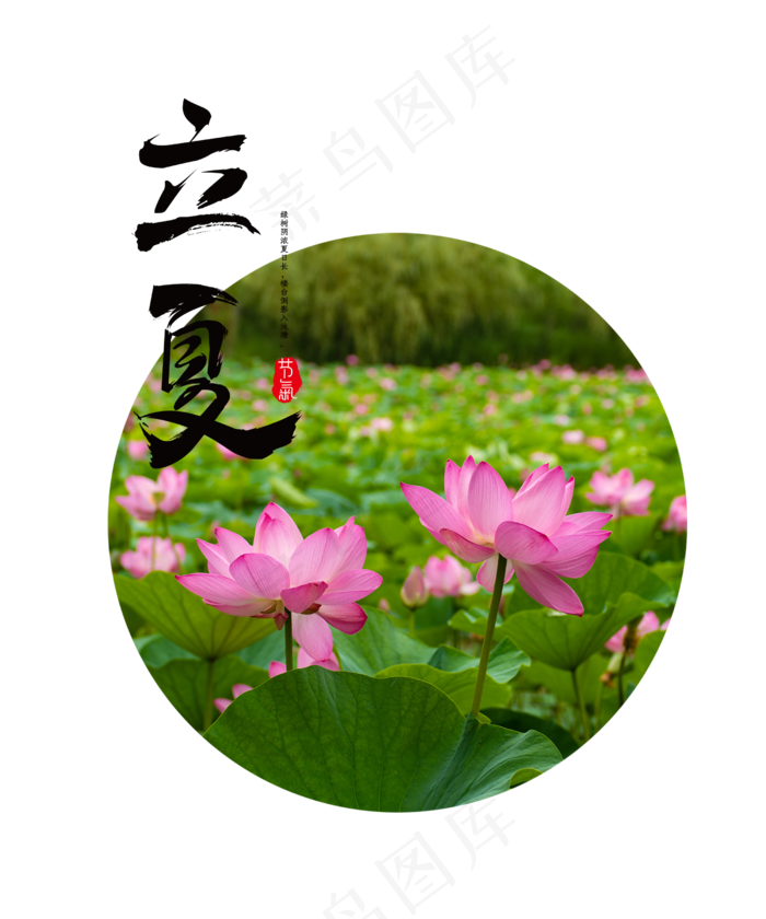 立夏节气荷花塘