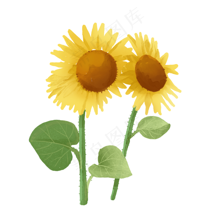手绘中国风水彩葵花科属绿色植物(2000X2000(DPI:300))psd模版下载