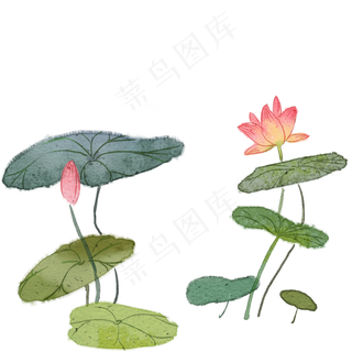 手绘元宵节荷花系列