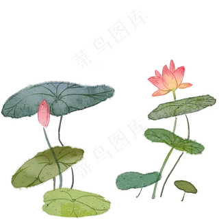 手绘元宵节荷花系列