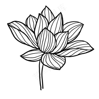 手绘荷花花朵装饰素材设计