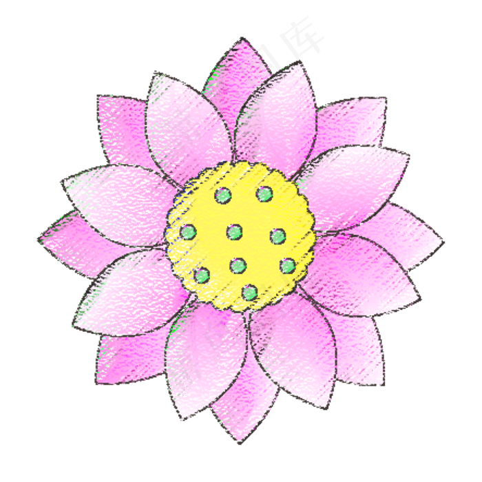 红色的荷花免抠图