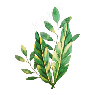 绿色叶子植物绿植水彩