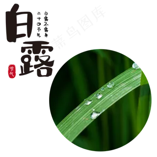 白露节气树叶,免抠元素